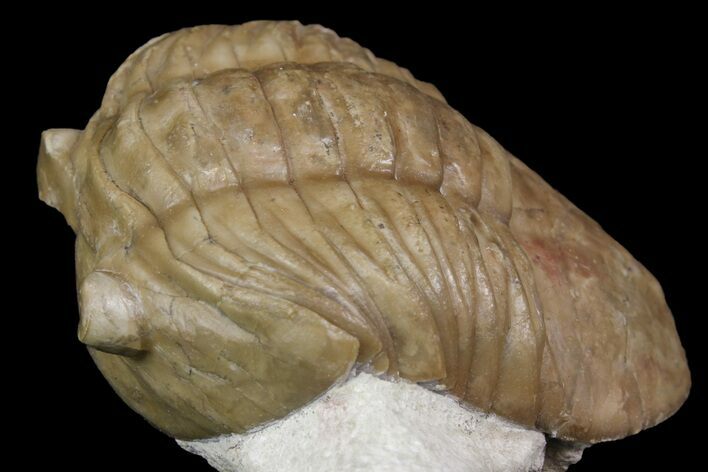 Asaphus Plautini Trilobite - Russia #165444